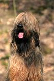 BRIARD 226
